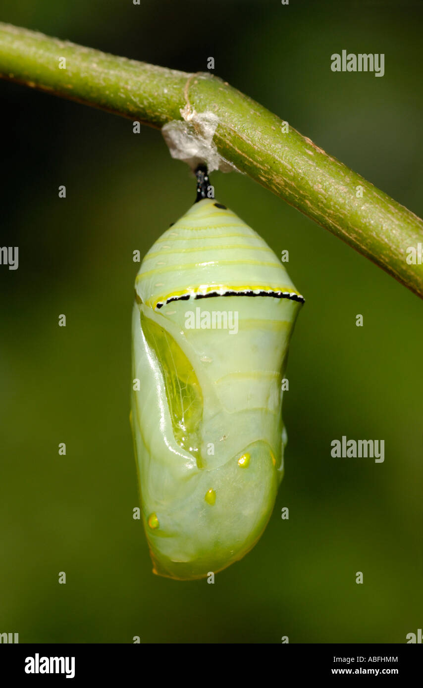 Pupa butterfly immagini e fotografie stock ad alta risoluzione - Alamy