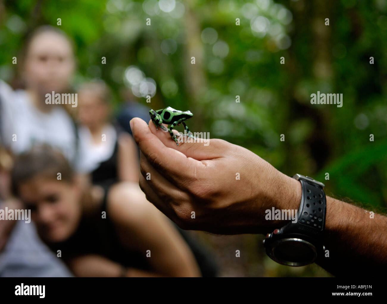 Ecotourists osservando una verde e nero rana di veleno su una passeggiata guidata della foresta pluviale, la selva, Costa Rica, ecoturismo Foto Stock