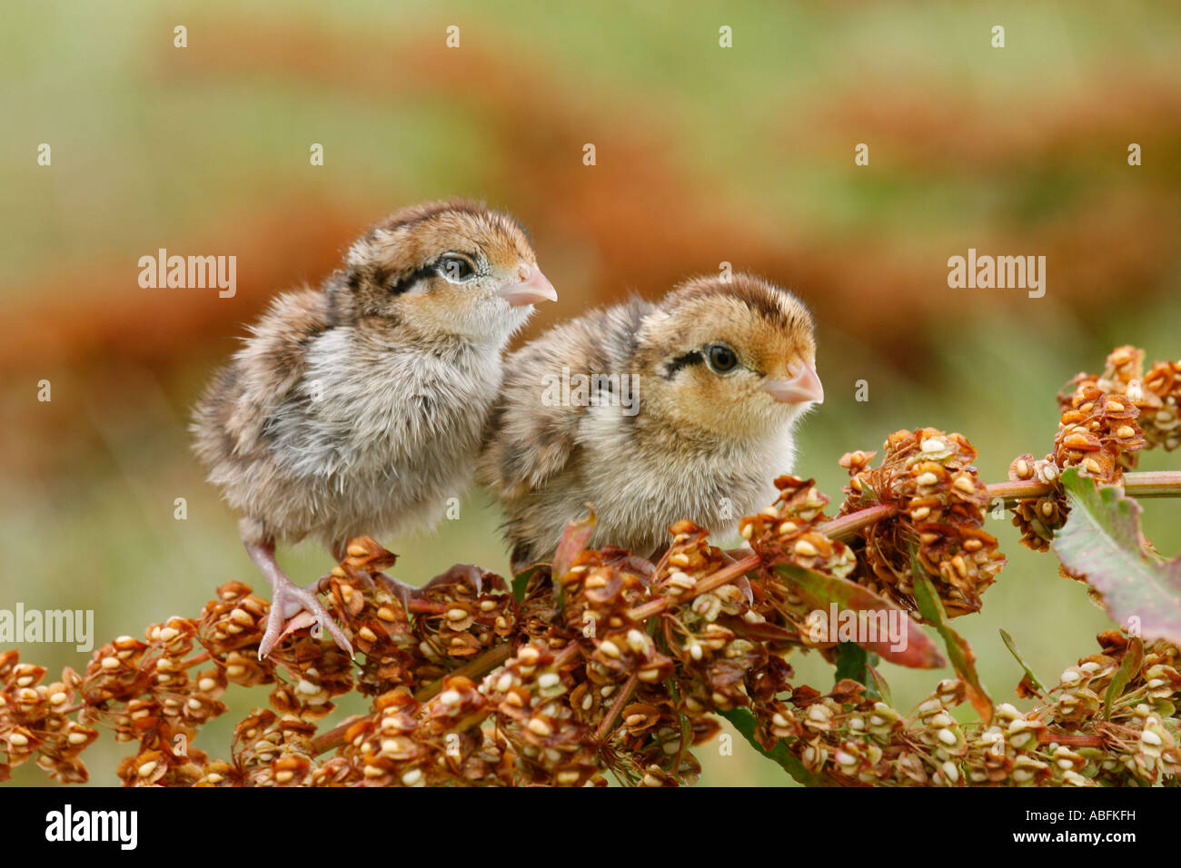 Northern Bobwhite uccellini Quaglia Foto Stock