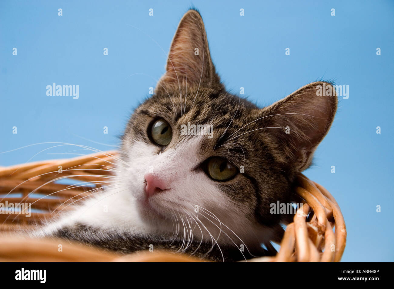 Ritratto in studio tabby e bianco gatto adulto in basket Foto Stock