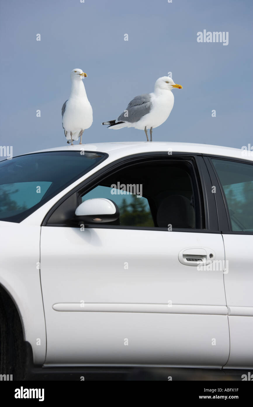 Gabbiani appollaiato sulla vettura Foto Stock