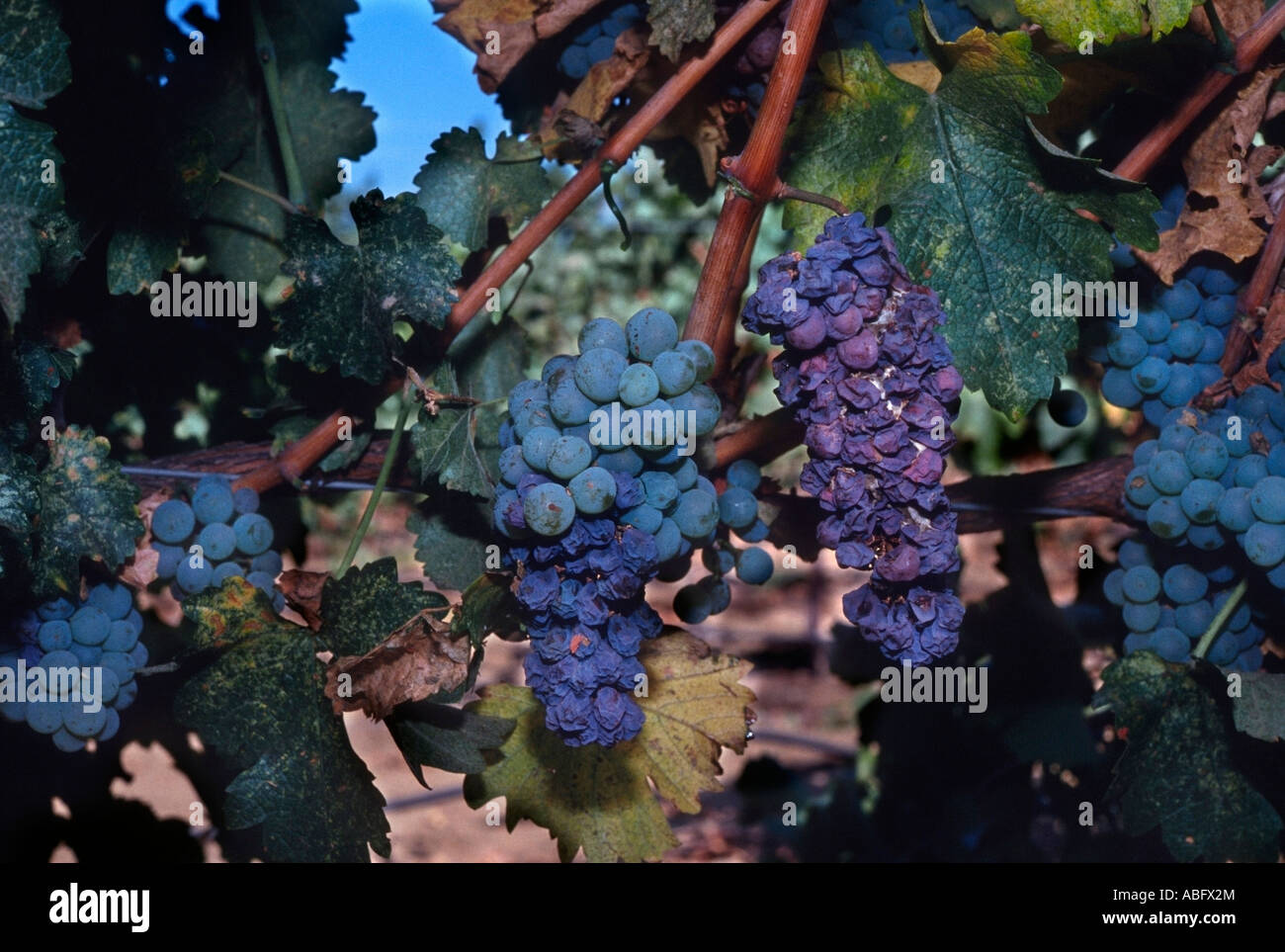 Uve con Botrysis malattia. Foto Stock