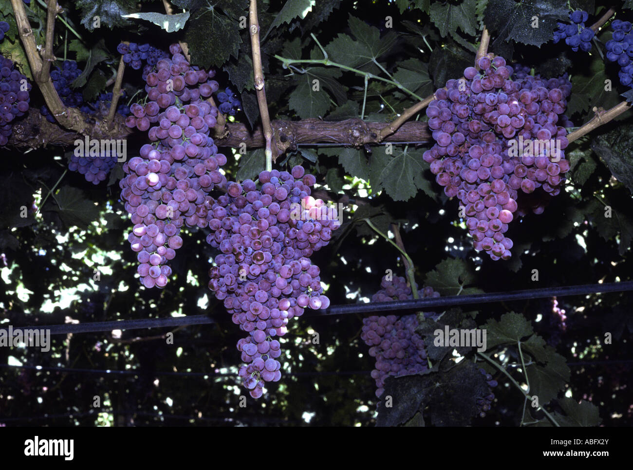 Uva su un vitigno. Foto Stock