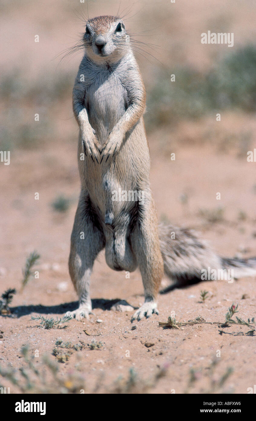 Capo di Massa Kgagalagadi Scoiattolo Trans frontalieri Parco Nazionale del Botswana Africa meridionale Foto Stock