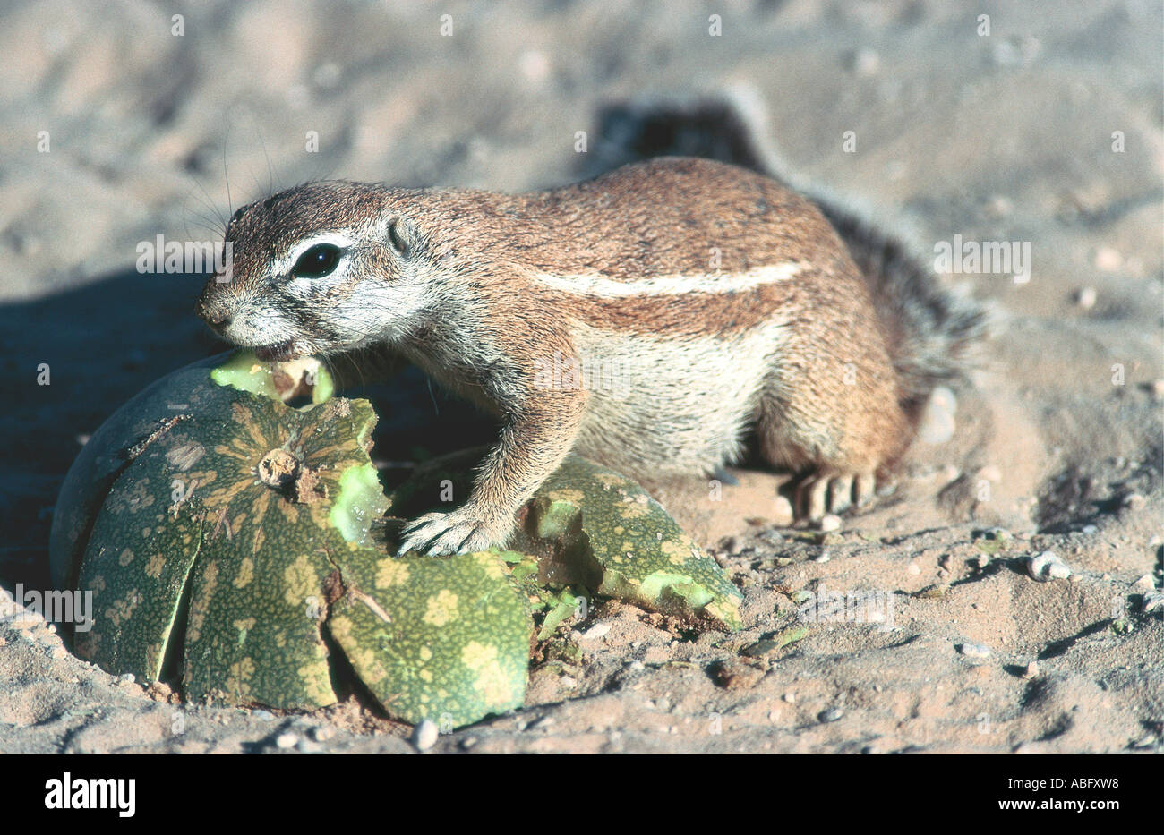 Massa del capo scoiattolo mangiare un melone selvatico Kgagalagadi Trans frontalieri Parco Nazionale del Botswana Africa meridionale Foto Stock