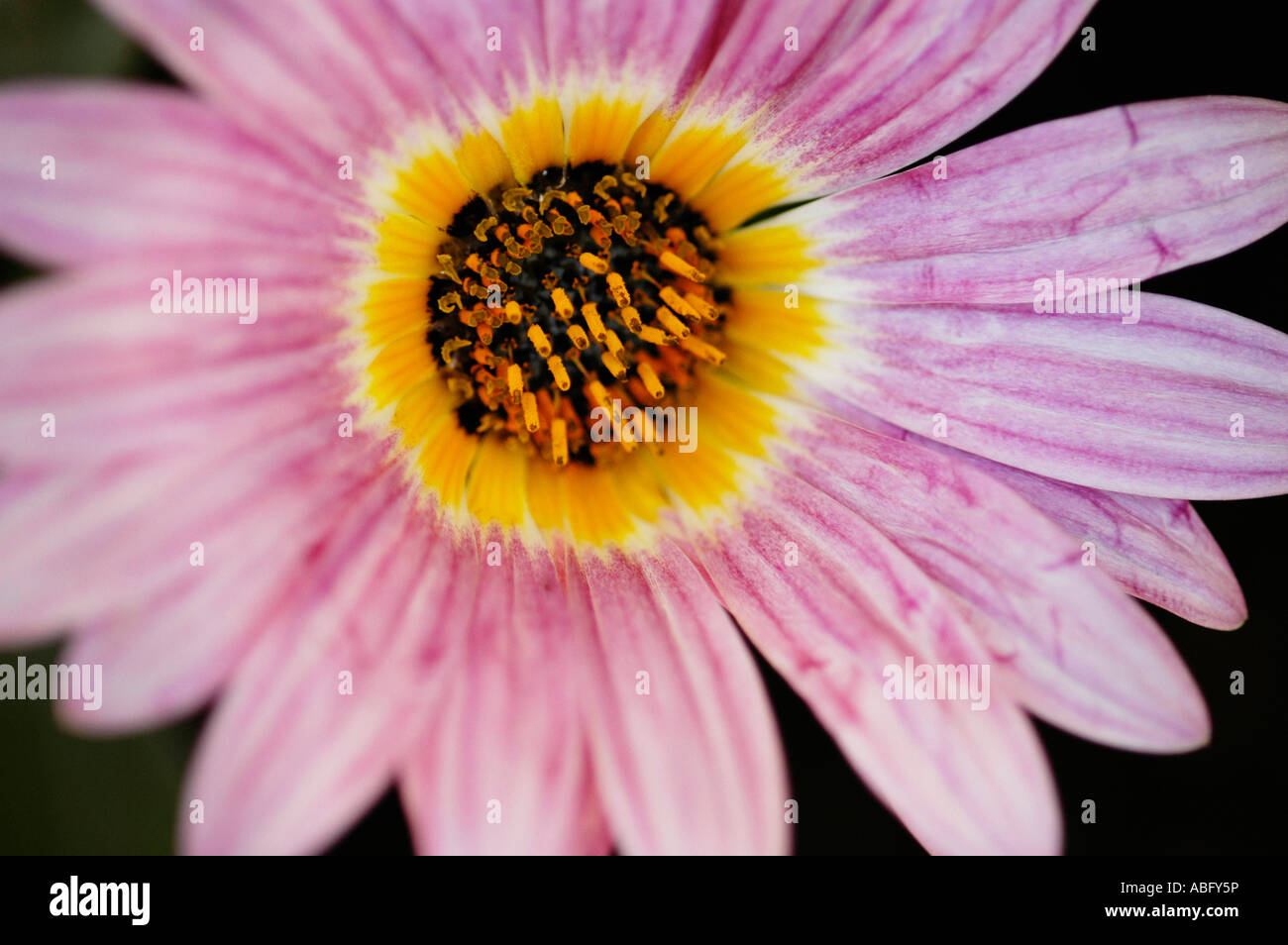 DAISY fiore rosa BLOOM Foto Stock