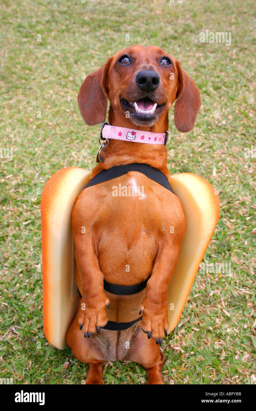 Carino adorabile cane daschund indossando un hot dog costume pone in piedi  sulle gambe posteriori Foto stock - Alamy