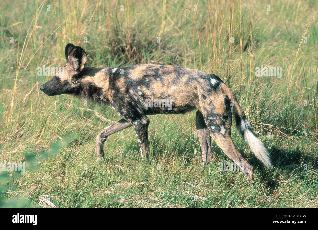 Selvatico Africano o cane cane da caccia Parco Nazionale di Hwange Zimbabwe Africa Foto Stock