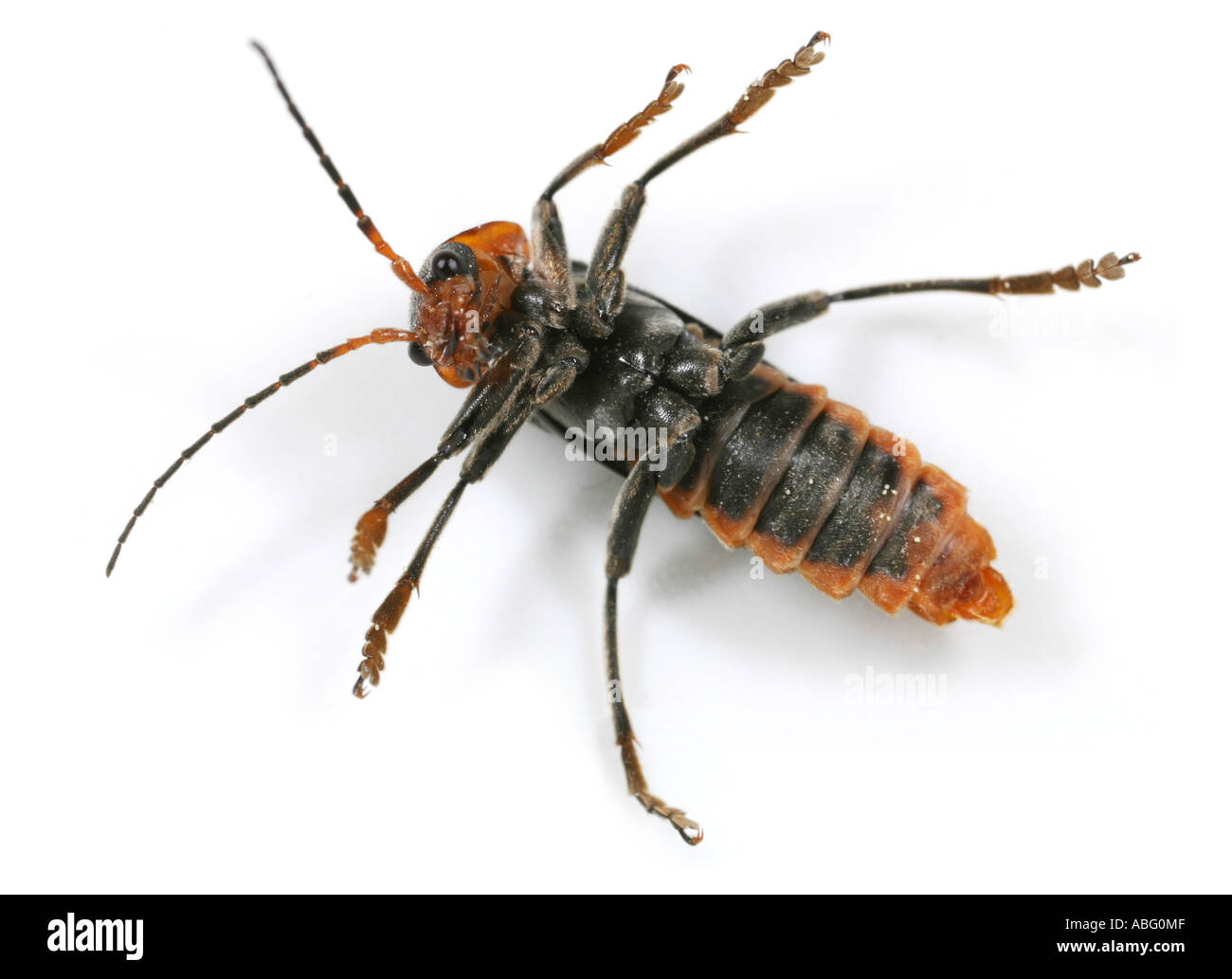 Beetle sdraiato sulla sua schiena impossibile girare intorno a Foto Stock