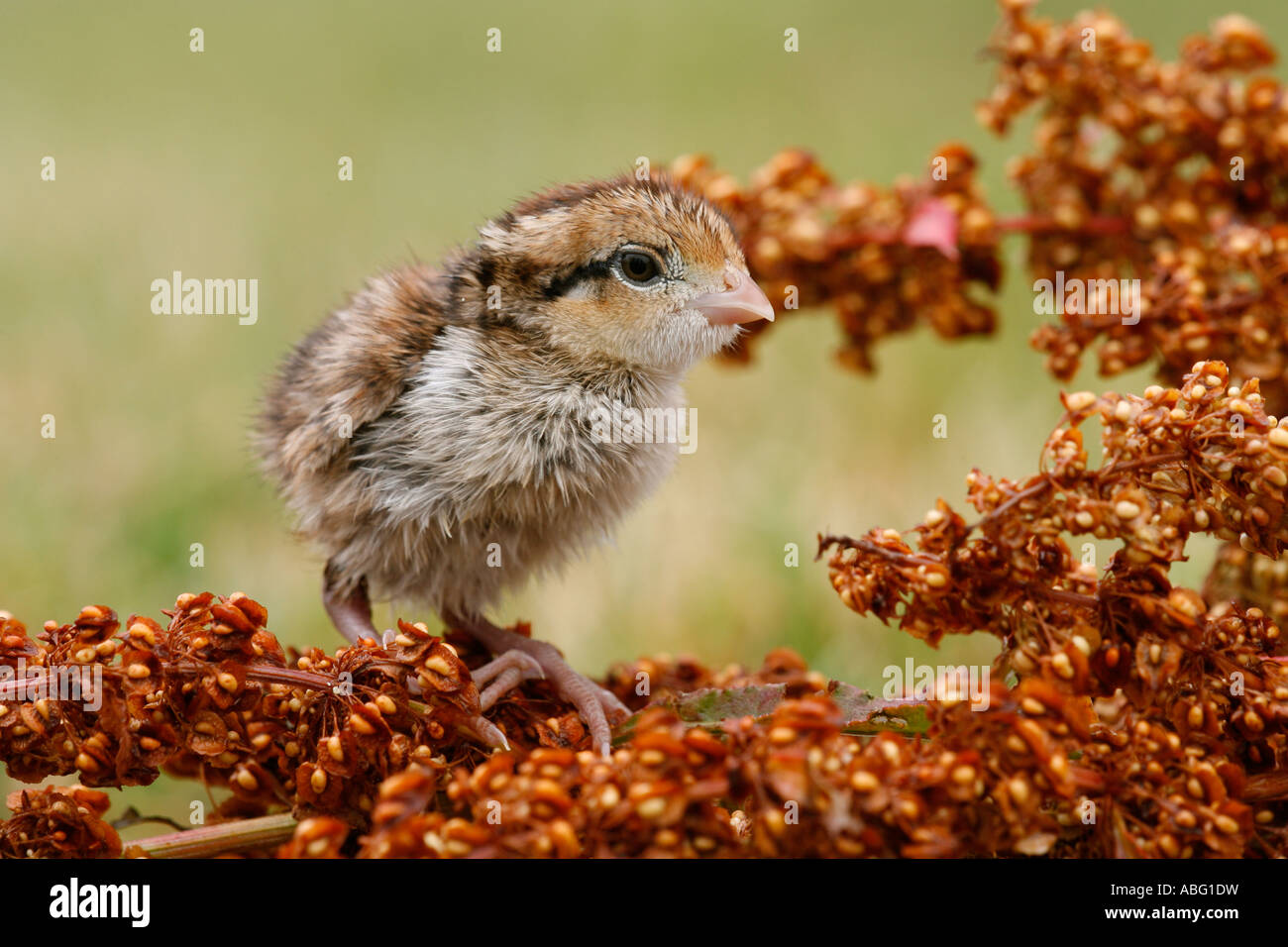 Northern Bobwhite uccellino di quaglia Foto Stock