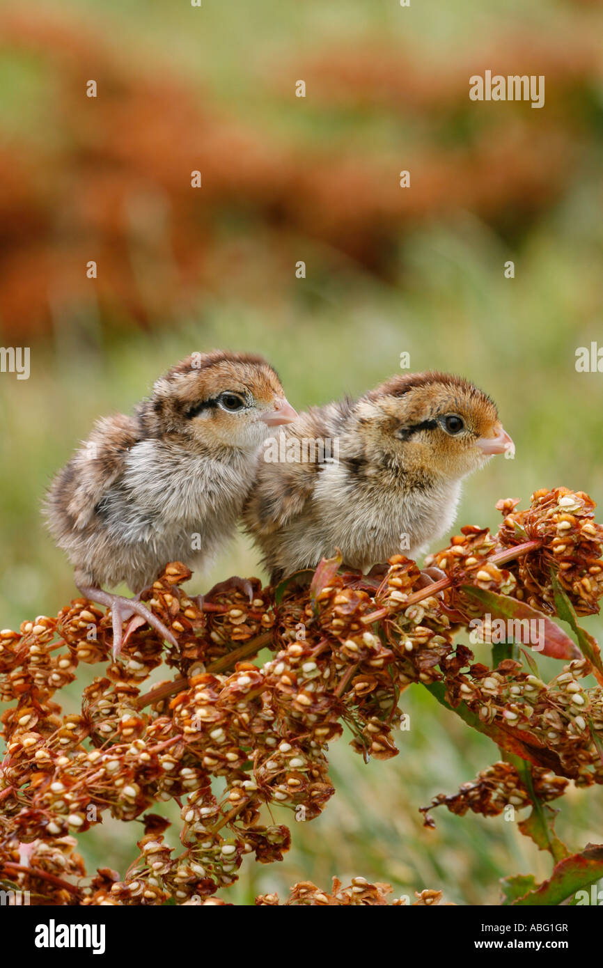 Northern Bobwhite Quaglia Uccellini in verticale Foto Stock