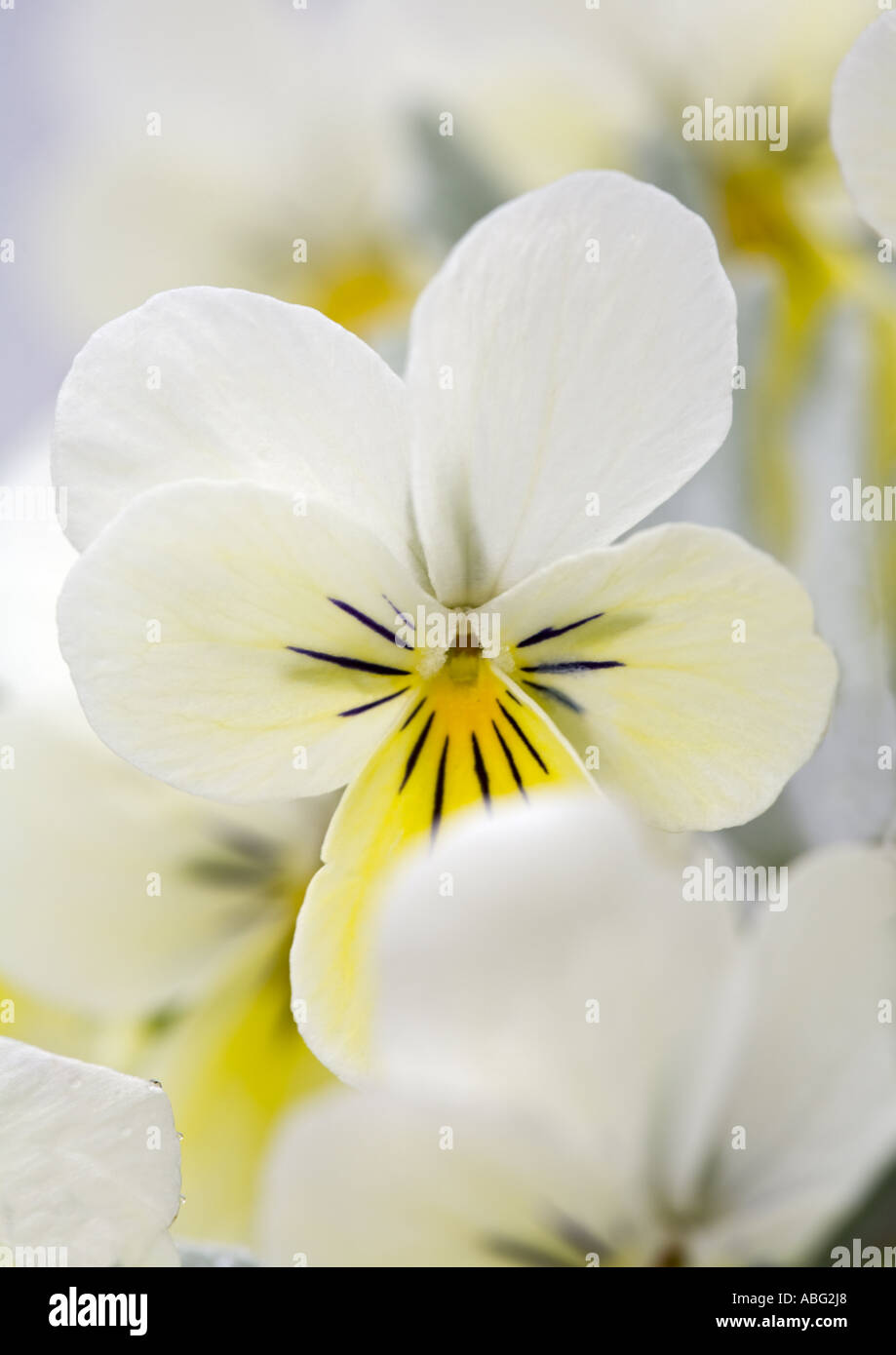 Bianco e giallo campo Pansy, Viola arvensis, primo piano della testa di fiore con fuoco morbido sfondo sfocato nel lancashire nel nord-ovest inghilterra uk Foto Stock
