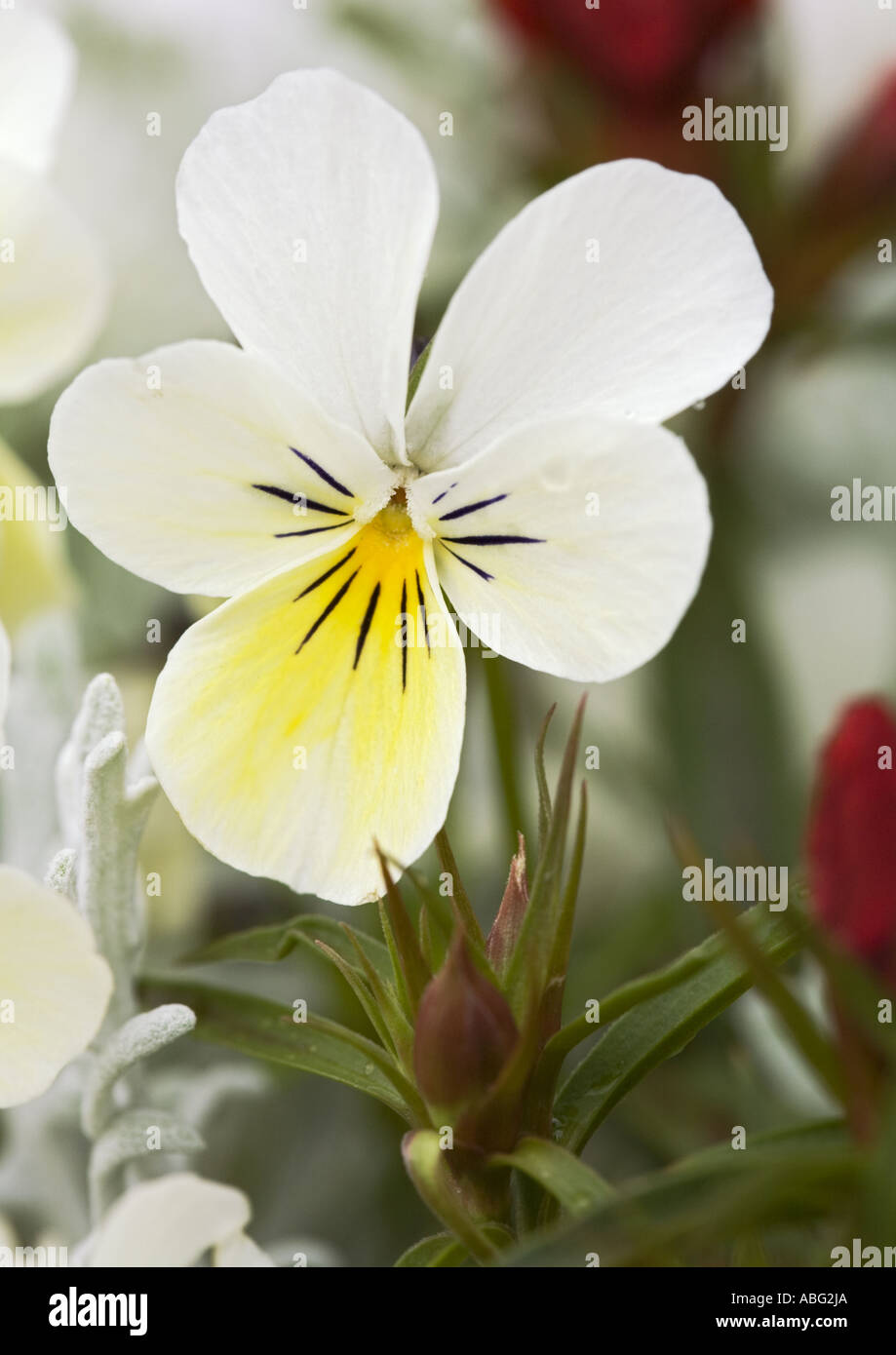 Bianco e giallo campo Pansy, Viola arvensis, primo piano della testa di fiore con fuoco morbido sfondo sfocato nel lancashire nel nord-ovest inghilterra uk Foto Stock