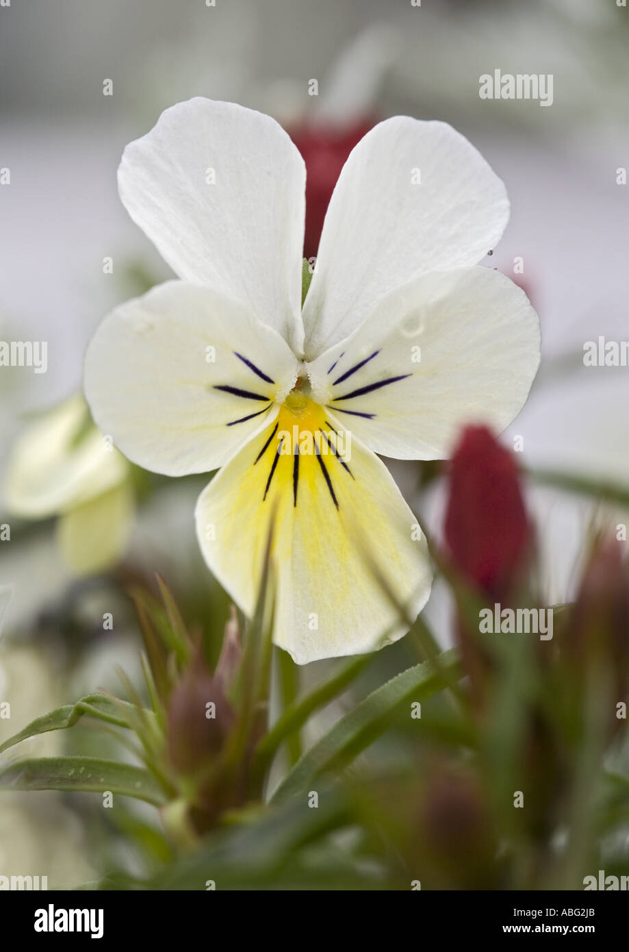 Bianco e giallo campo Pansy, Viola arvensis, primo piano della testa di fiore con fuoco morbido sfondo sfocato nel lancashire nel nord-ovest inghilterra uk Foto Stock