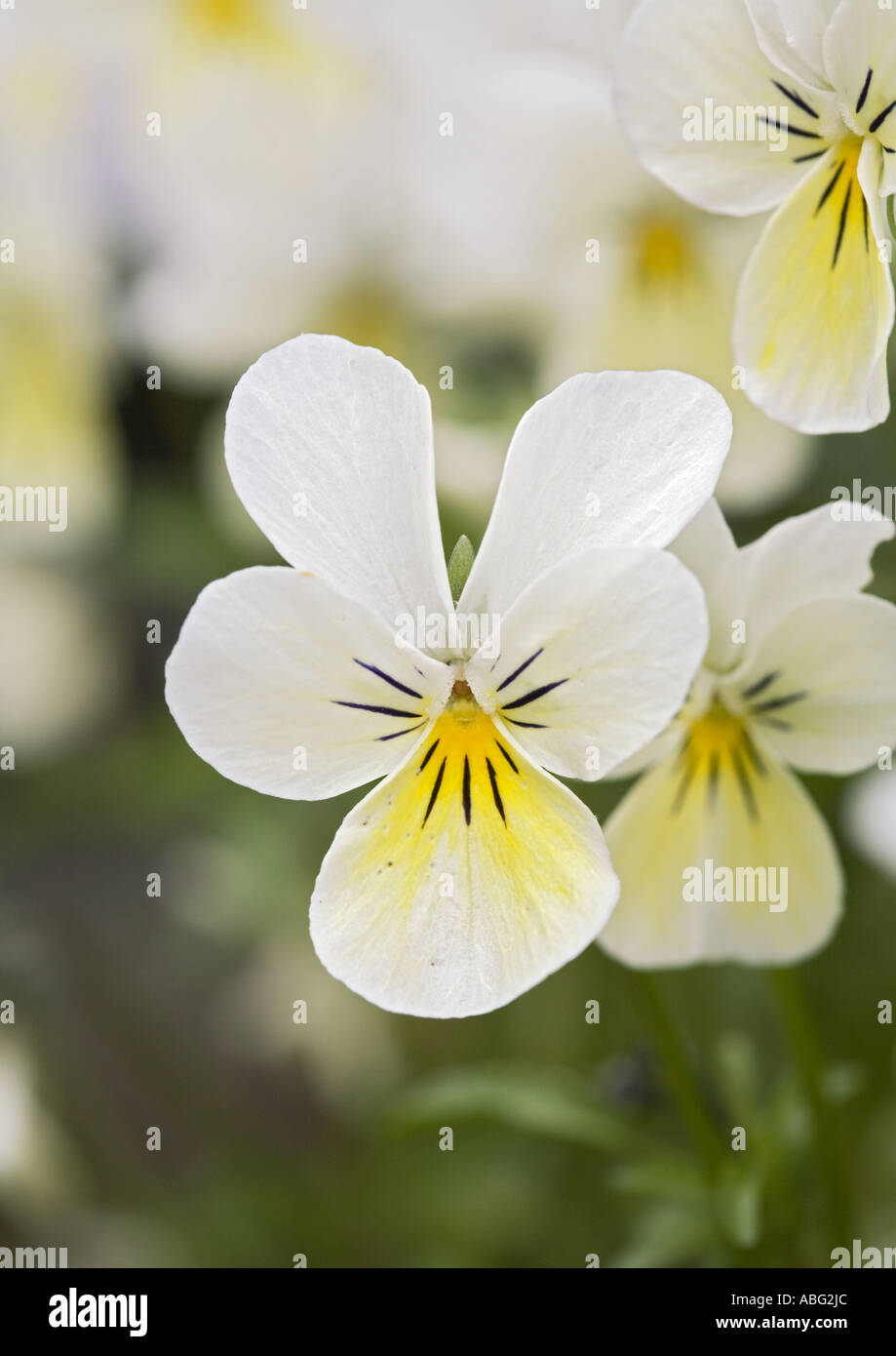 Bianco e giallo campo Pansy, Viola arvensis, primo piano della testa di fiore con fuoco morbido sfondo sfocato nel lancashire nel nord-ovest inghilterra uk Foto Stock