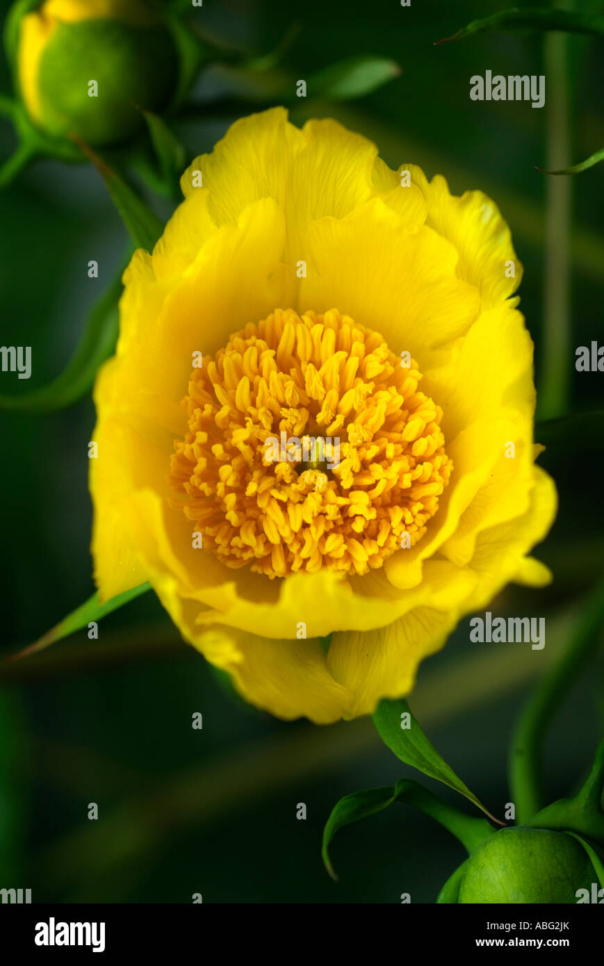 Il giallo papavero papaver close up macro Foto Stock