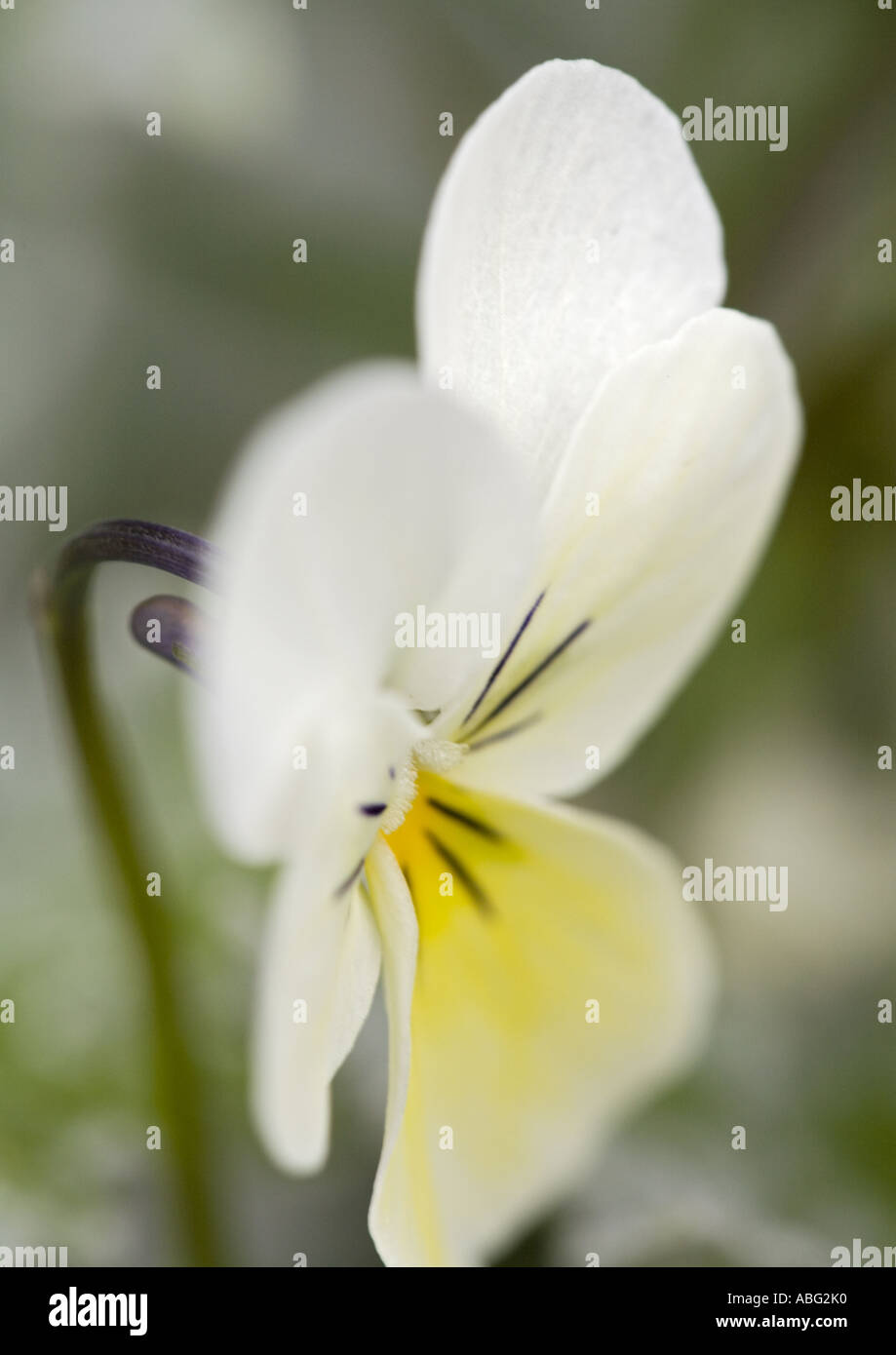 Bianco e giallo campo Pansy, Viola arvensis, primo piano della testa di fiore con fuoco morbido sfondo sfocato nel lancashire nel nord-ovest inghilterra uk Foto Stock