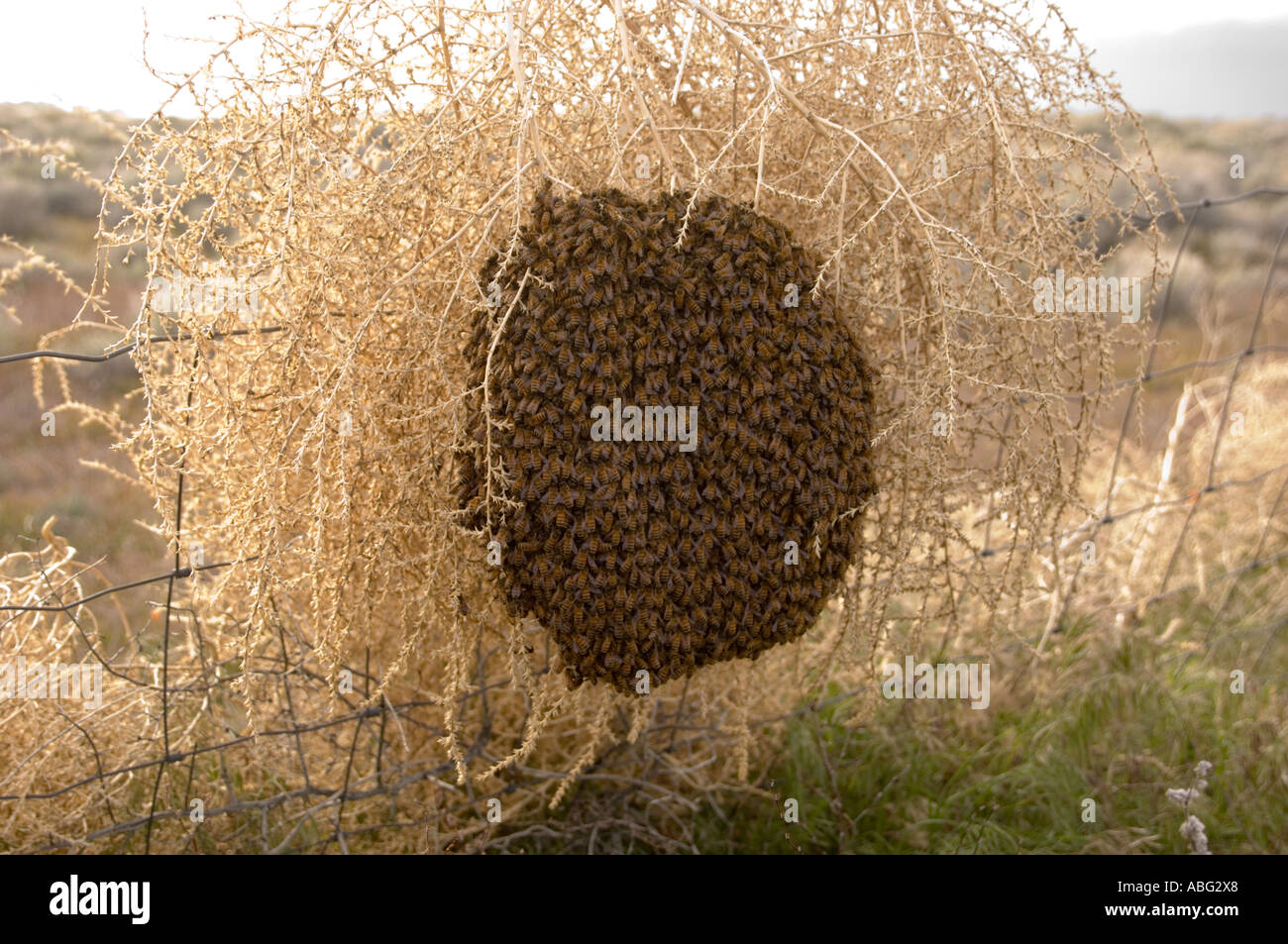 Uno sciame di api in un erbaccia tumble su una recinzione Foto Stock