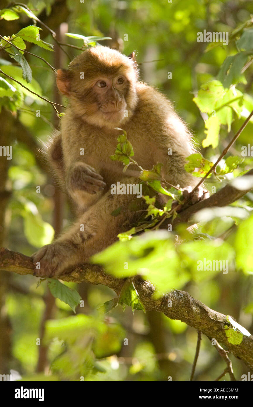 Barberia macachi Monkey Forest come parte di Trentham Gardens vicino a Stoke conservation park come protagonista della bbc Foto Stock