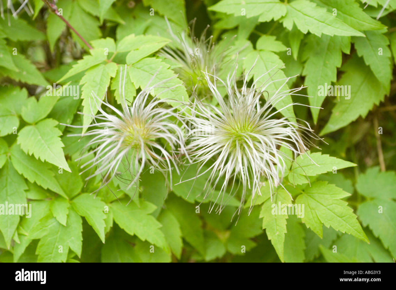 Frutti pelosi e piumati di teste di semi clematis che crescono in un giardino, circondati da foglie verdi vibranti. Foto Stock