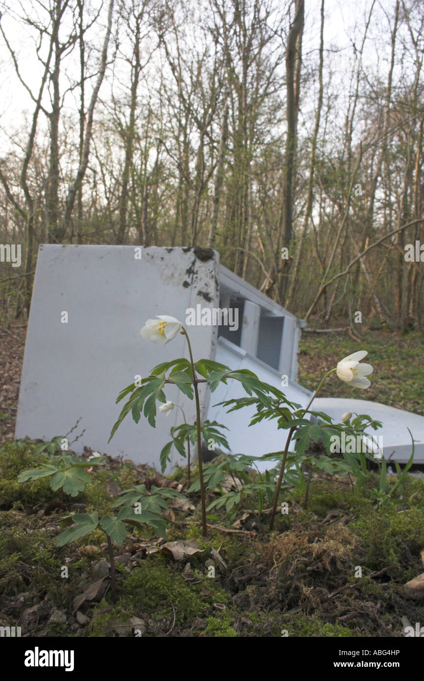 Congelatore oggetto di dumping in un cerotto di anemoni di legno in un bosco cedui Foto Stock