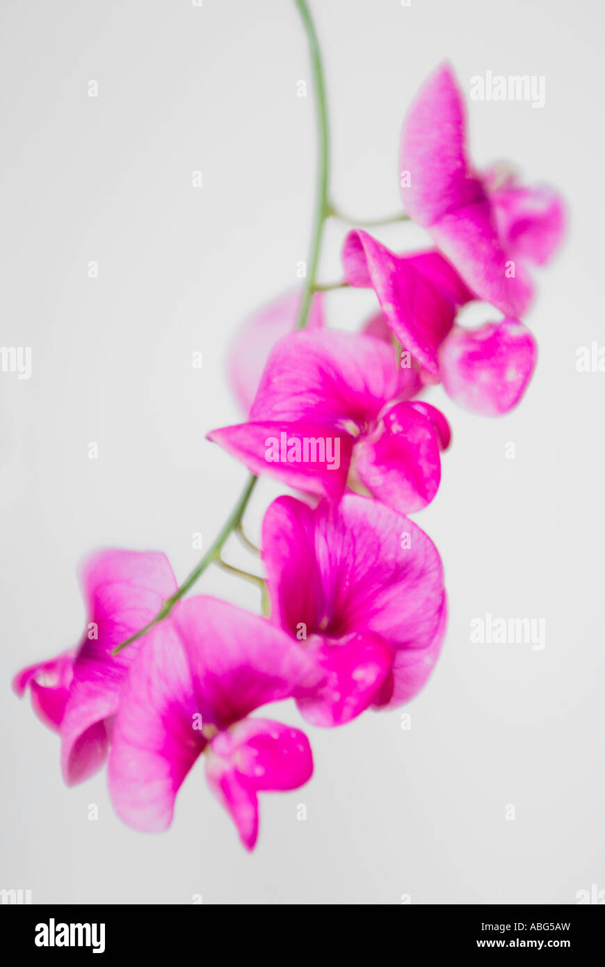 Sweetpea Foto Stock