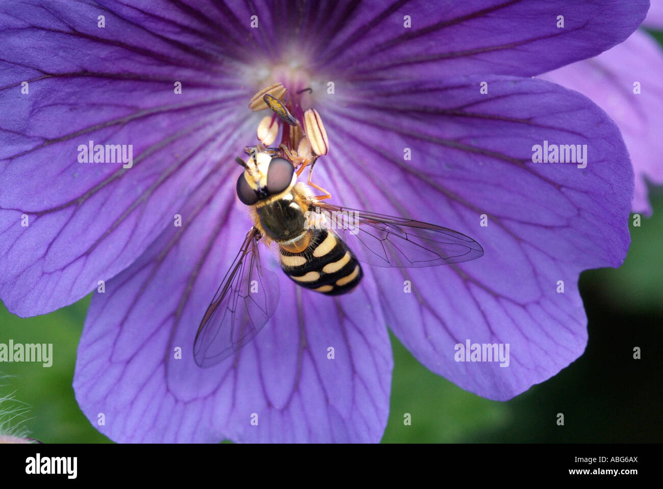 Hoverfly Syrphid fly diptera wasp insetto imitare closeup close up macro viola geranio fiore comune Inghilterra UK Regno Unito G Foto Stock