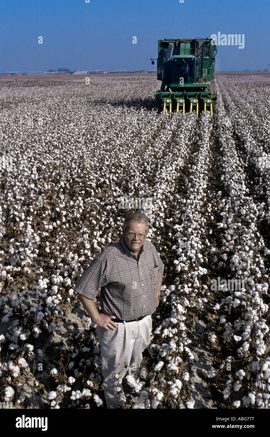 California campo di cotone con il contadino in piedi in righe. Foto Stock