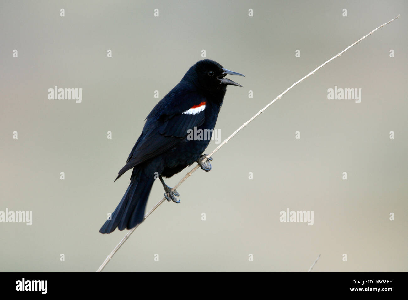 Tricolore Blackbird Singing Foto Stock
