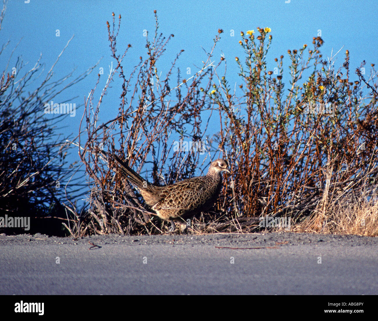 Collo ad anello pheasant Phasianus colchicus in Palo Alto s Baylands Nature Preserve lungo la baia di San Francisco in California USA Foto Stock