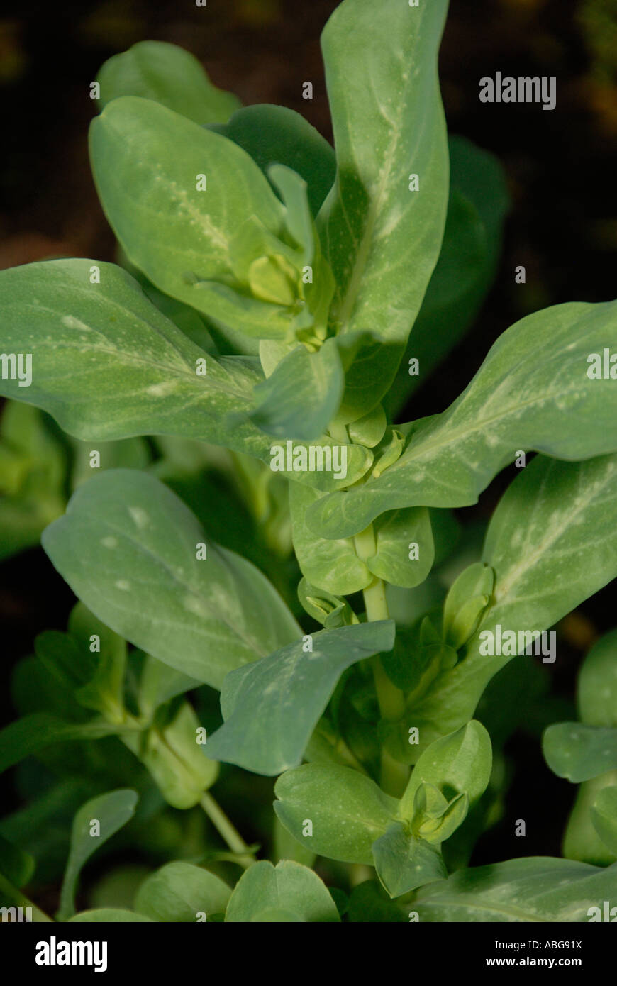 Honeywort erba che cresce in un giardino di erbe aromatiche Foto Stock