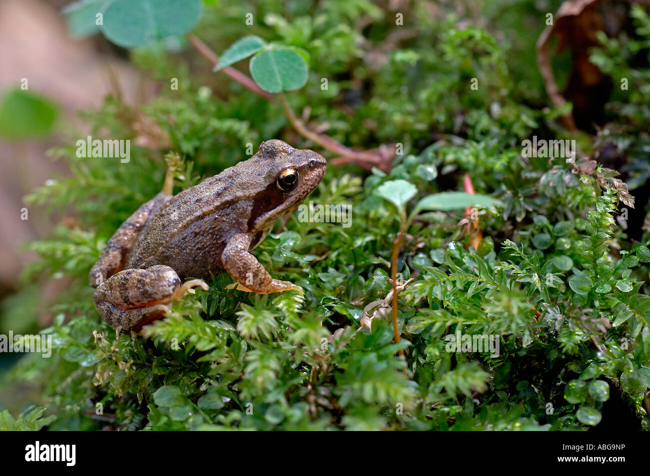 Rana arvalis Rana Foto Stock