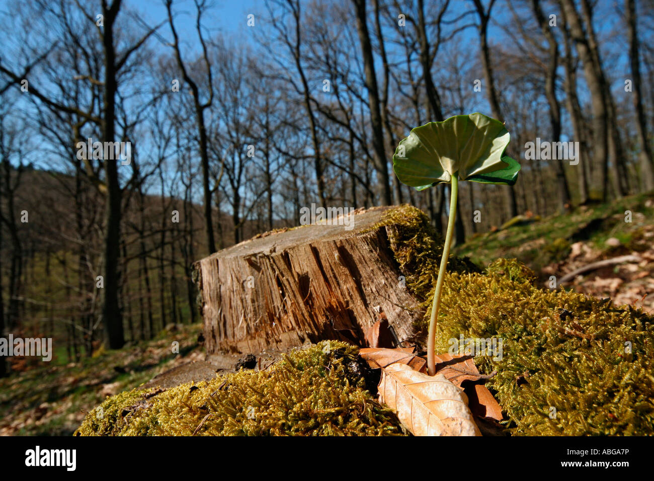 Piantina di faggio nella parte anteriore di un moncone in una foresta Foto Stock