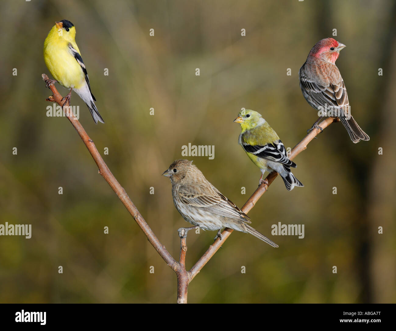 Coppie di maschio e femmina house finches haemorhous mexicanus e american cardellini spinus tristis su un pesce persico nella foresta in primavera Foto Stock