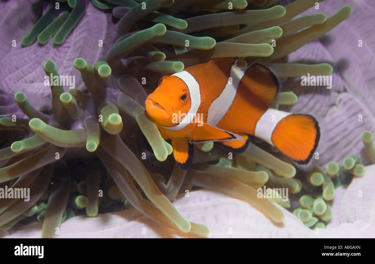 Falso anemonefish o Clownfish Amphiprion ocellaris. Foto Stock