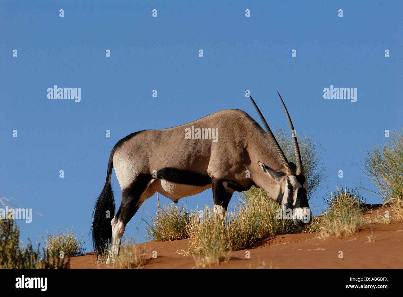 Oryx Sossusvlei Namibia Africa australe Foto Stock