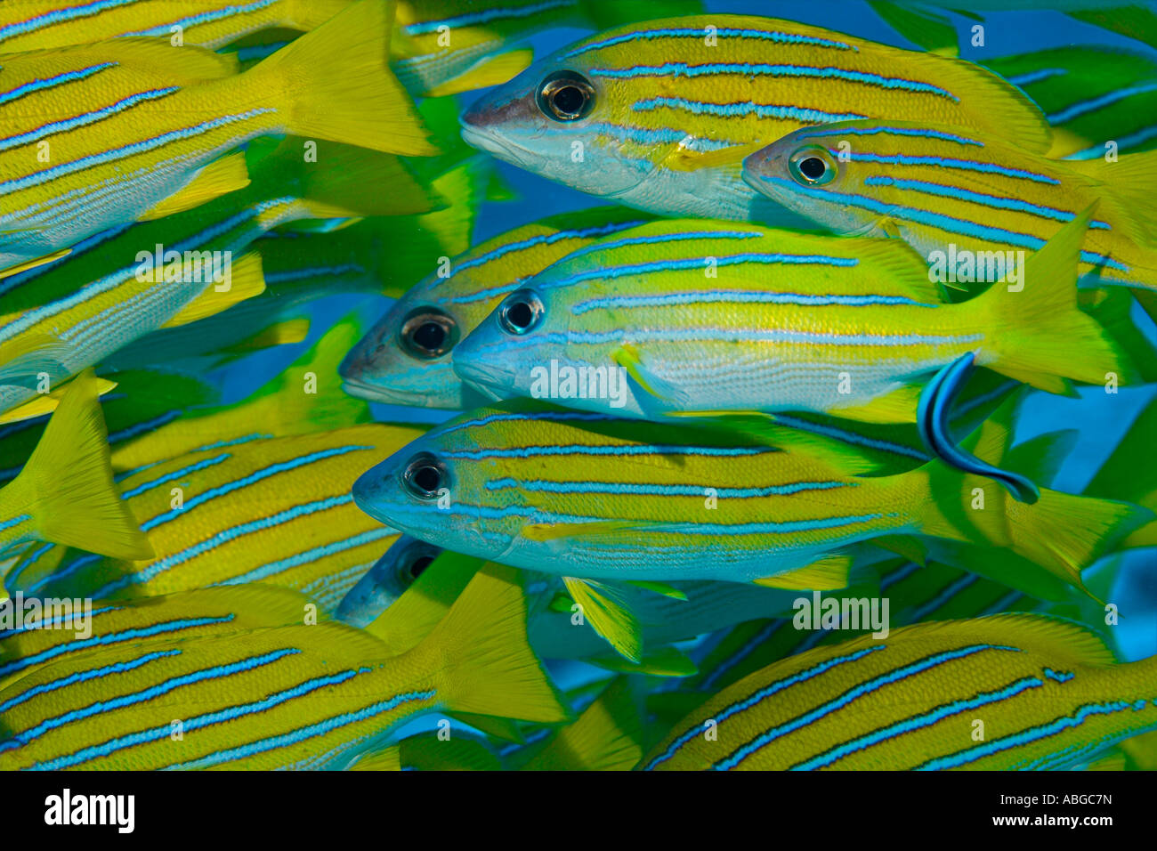 Bluelined lutiani (Lutjanus Kasmira), Maldive Foto Stock