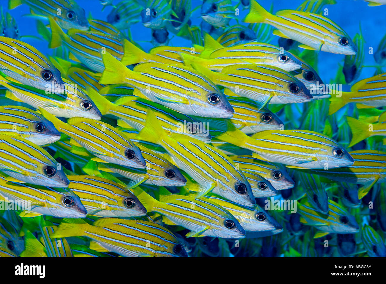 Bluelined lutiani (Lutjanus Kasmira), Maldive Foto Stock