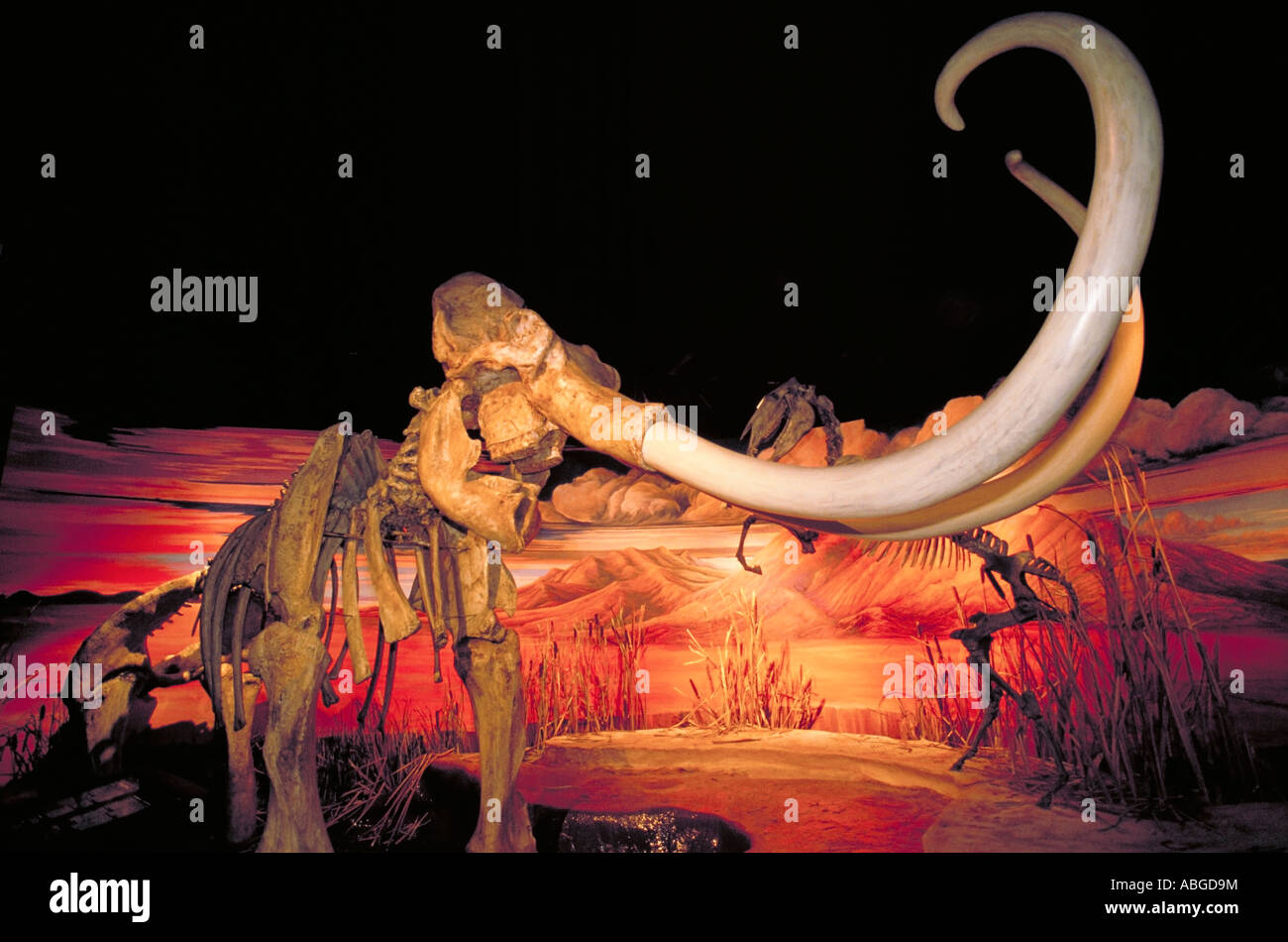 Elk251 1055 Nevada Carson City Stato di Nevada Museum mammut lanosi diorama Foto Stock
