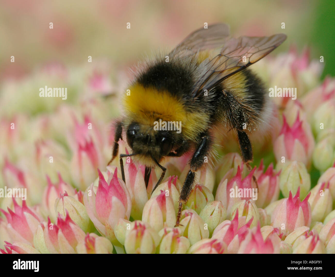 Bumble Bee alimentazione su un fiore rosa Foto Stock