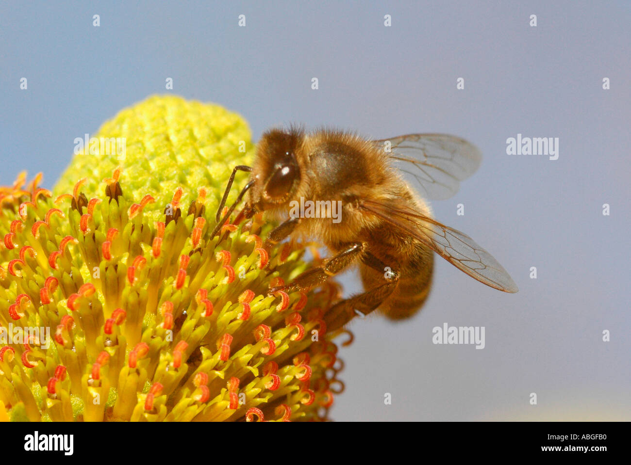 Un miele delle api feed su un fiore giallo Foto Stock