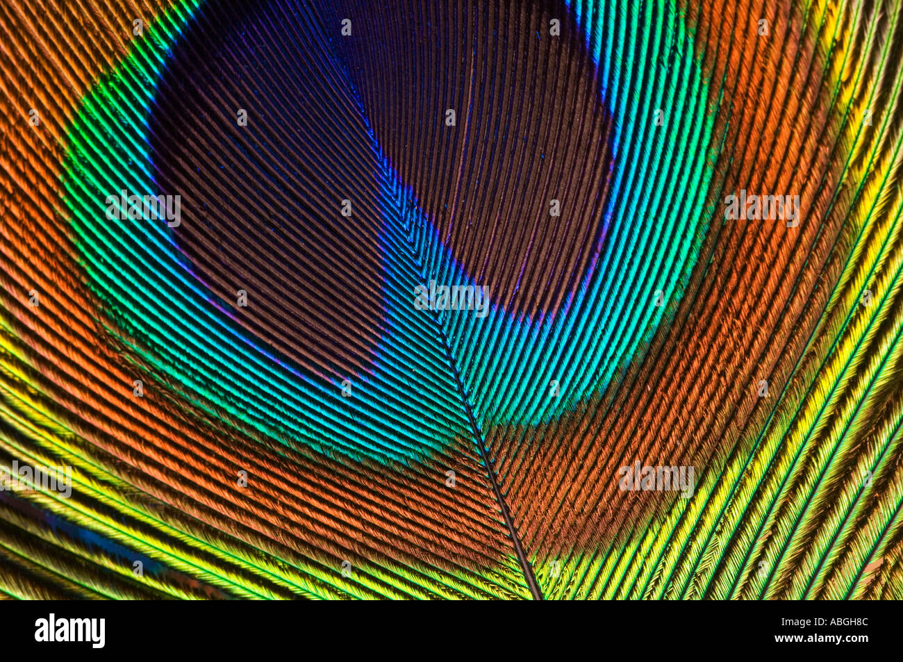 Occhio di una piuma di pavone Foto Stock