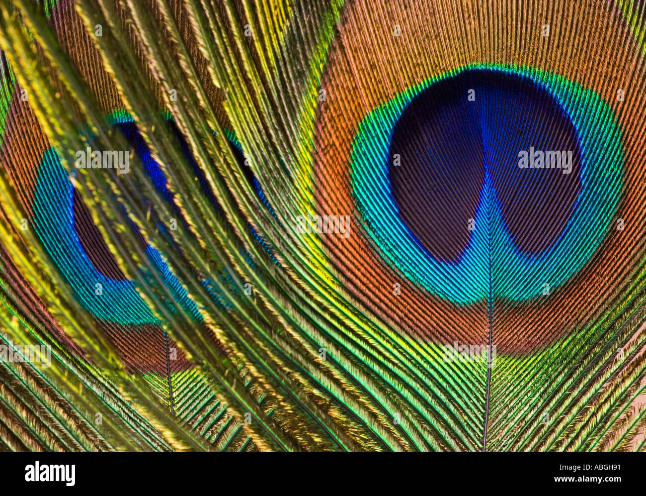 Primo piano di penne di pavone Foto Stock