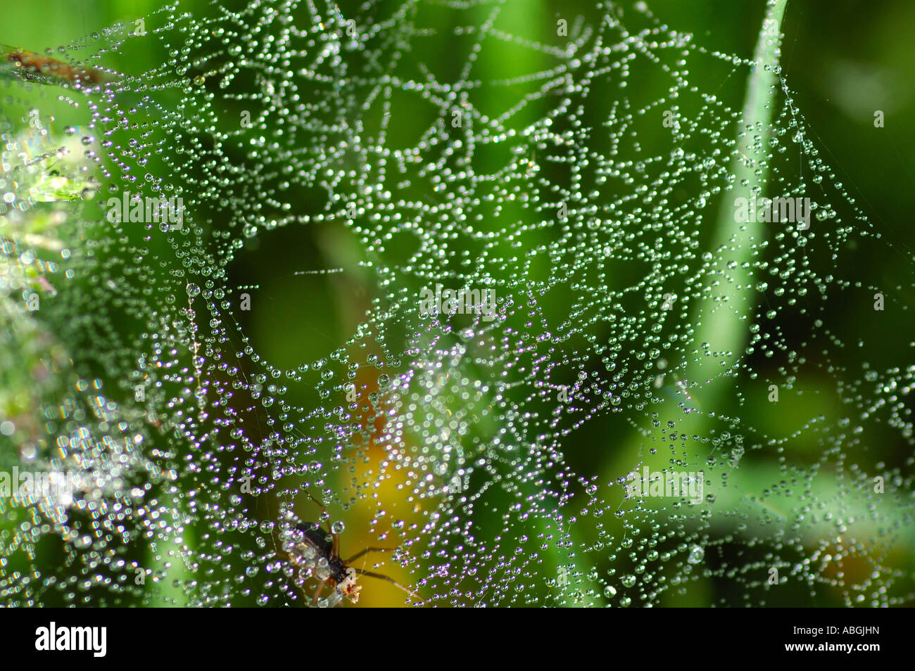 Trops di rugiada su una ragnatela Foto Stock