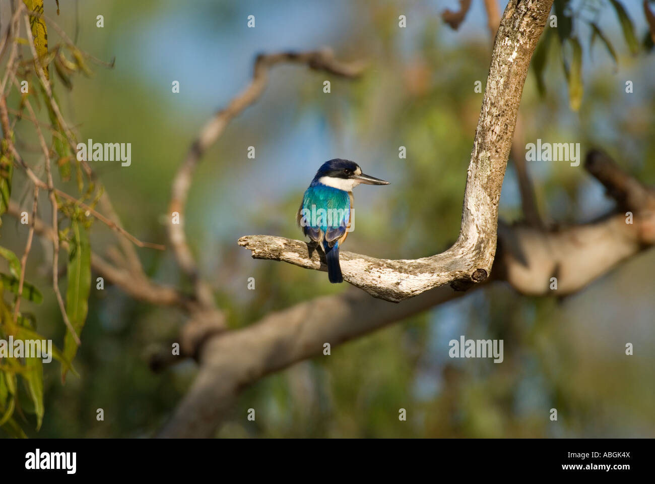 Forest kingfisher, Todiramphus macleayii, Queensland, Australia Foto Stock