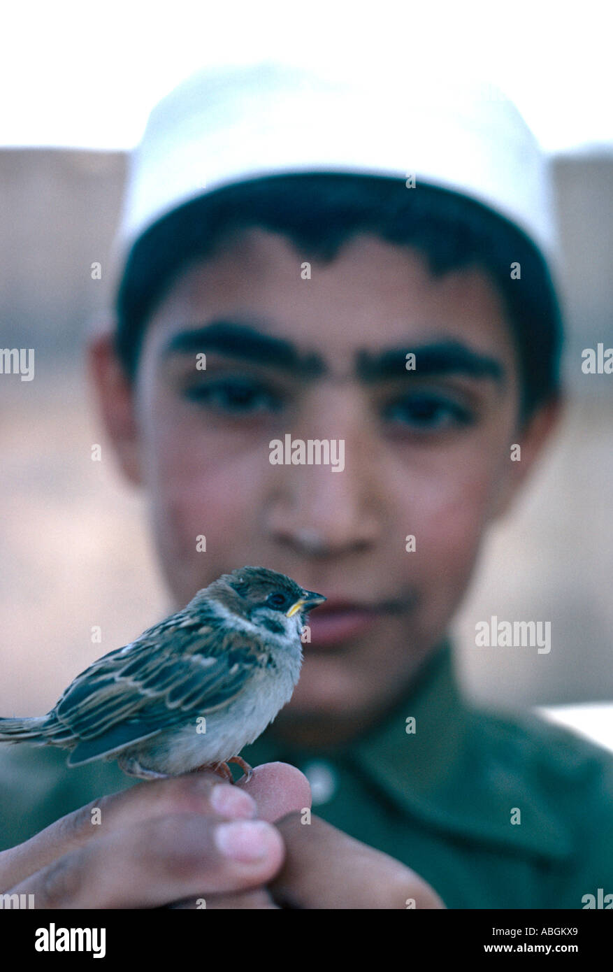 Ragazzo con Sparrow, Herat, Afghanistan Foto Stock