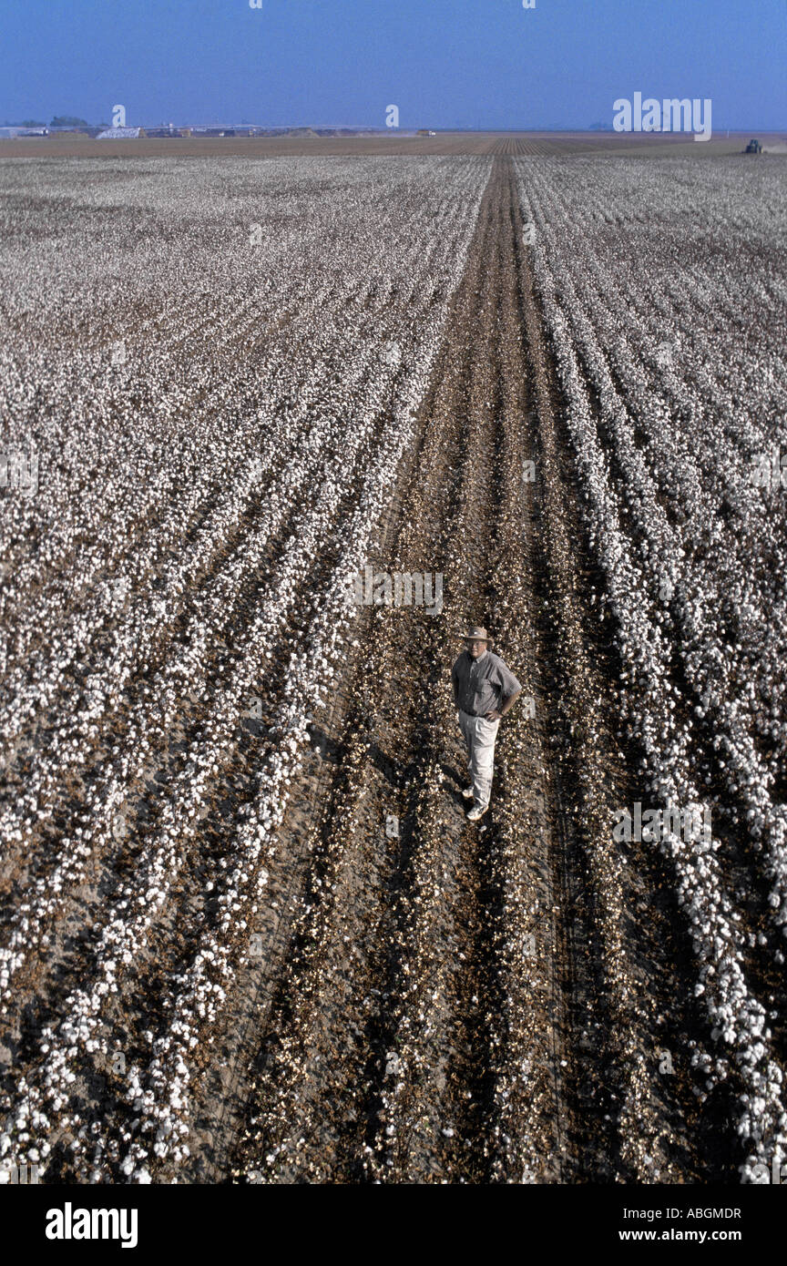 California campo di cotone con il contadino in piedi in raccolte di righe. Foto Stock