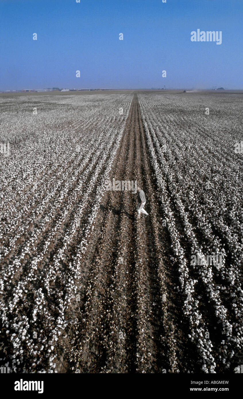 California campo di cotone con il contadino a piedi attraverso raccolte righe. Foto Stock