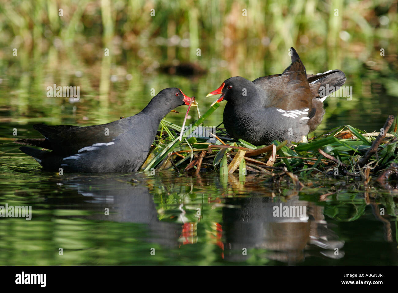 Gallinella d'acqua sul nido Foto Stock