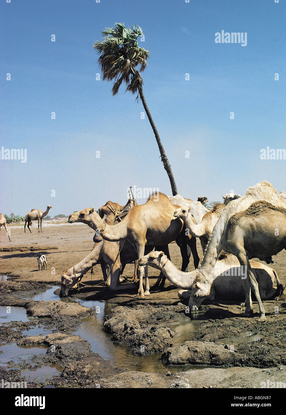 I cammelli di bere a sorgenti naturali a North Horr nel nord del Kenya Africa orientale Foto Stock